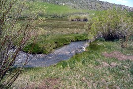 Laurel Lakes Road - Waypoint 4: Meadow