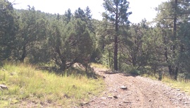 Schnebly Hill Road - Waypoint 11: 153A East intersection