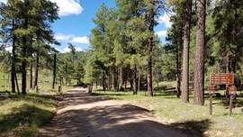 Fernow and Tram Tanks Trail - Waypoint 1: 231 Intersection