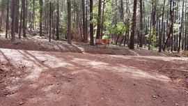 Turkey Butte Lookout Loop - Waypoint 1: FR 538 North Intersection