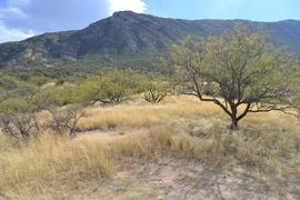 Charouleau Gap / FR# 736 - Waypoint 14: Dispersed Camp Spot