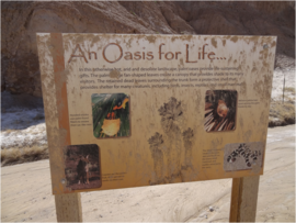 Tectonic Gorge - Ocotillo Wells SVRA - Waypoint 5: An Oasis for Life
