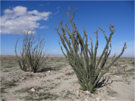 Tectonic Gorge - Ocotillo Wells SVRA - Waypoint 10: Ocotillo garden and USN Microwave Tower