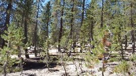 7S32 - Voyager Rock - Waypoint 5: Camp Ground