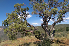 Rocky Sidewinder / 153A - Waypoint 13: Schnebly Hill Vista Campsite