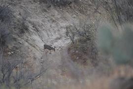 Charouleau Gap / FR# 736 - Waypoint 3: Canada Del Oro Wash - West Side