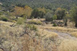Charouleau Gap / FR# 736 - Waypoint 15: Unknown Road Camp Spot Likely