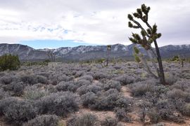 Pine Nut Road - Waypoint 6: Old Weather Station