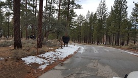 3N14 - Coxey Road - Waypoint 14: Big Pine Flats Campground