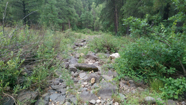 Fry Canyon Trail - Waypoint 5: Woody Wash