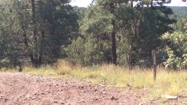 Schnebly Hill Road - Waypoint 11: 153A East intersection