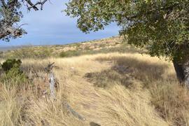 Charouleau Gap / FR# 736 - Waypoint 14: Dispersed Camp Spot