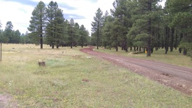 East Pocket Road - Waypoint 9: Fry Lake Trail & FR 538 Intersection