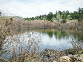 Fourmile Area: Lenhardy Cutoff - Waypoint 2: Beaver Pond