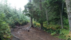 Elbe Hills OHV - Mainline Extension Trail - Elbe, Washington